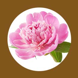 Розовый пион в парфюмированной эссенции Eternal
